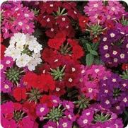 Verbena Verbena