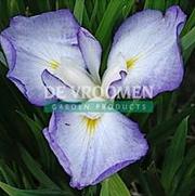 Iris ensata 'Gracieuse' Iris ensata 'Gracieuse'