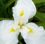 Iris ensata 'Mt. Fujiyama' Iris ensata 'Mt. Fujiyama'