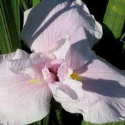 Iris ensata 'Pink Lady' Iris ensata 'Pink Lady'