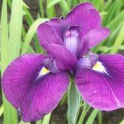 Iris ensata 'Royal Robe' Iris ensata 'Royal Robe'