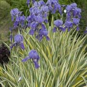Iris pallida 'Variegata' Iris pallida 'Variegata'