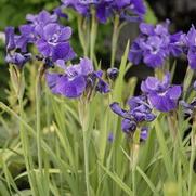 Iris siberica 'Ruffled Velvet' Iris siberica 'Ruffled Velvet'