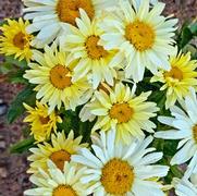Leucanthemum superbum 'Banana Cream' Leucanthemum superbum 'Banana Cream'