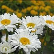 Leucanthemum superbum 'Thomas Killen' Leucanthemum superbum 'Thomas Killen'