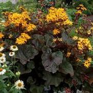 Ligularia dentata 'Britt Marie Crawford' Ligularia dentata 'Britt Marie Crawford'