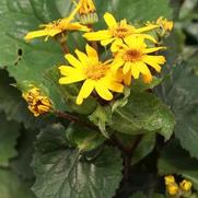 Ligularia dentata 'Desdemona' Ligularia dentata 'Desdemona'