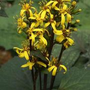 Ligularia stenocephala 'Little Rocket' Ligularia stenocephala 'Little Rocket'