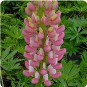 Lupinus polyphyllus 'Gallery Pink'