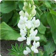 Lupinus polyphyllus 'Gallery White'