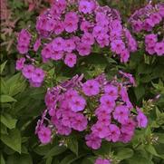Phlox paniculata 'Flame Violet' Phlox paniculata 'Flame Violet'