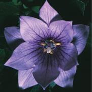 Platycodon grandiflorus 'Semi Double Lavender' Platycodon grandiflorus 'Semi Double Lavender'