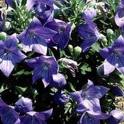 Platycodon grandiflorus 'Sentimental Blue' Platycodon grandiflorus 'Sentimental Blue'