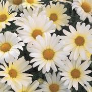 Argyranthemum frutescens 'Vanilla Butterfly' Argyranthemum frutescens 'Vanilla Butterfly'