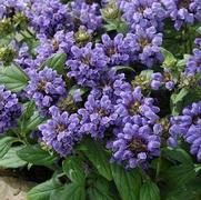 Prunella grandiflora 'Freelander Blue' Prunella grandiflora 'Freelander Blue'