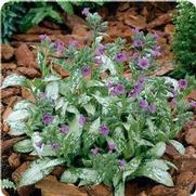 Pulmonaria longifolia 'Diana Clare' Pulmonaria longifolia 'Diana Clare'