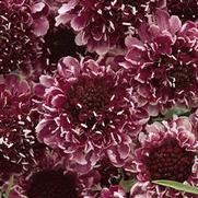 Scabiosa atropurpurea 'Beaujolais Bonnets' Scabiosa atropurpurea 'Beaujolais Bonnets'