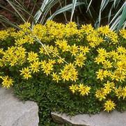 Sedum kamtschaticum Sedum kamtschaticum