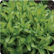 Sedum spectabile 'Autumn Delight' Sedum spectabile 'Autumn Delight'