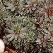 Sempervivum 'Purple Beauty' Sempervivum 'Purple Beauty'