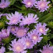 Stokesia laevis 'Blue Danube' Stokesia laevis 'Blue Danube'