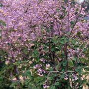 Thalictrum aquilegifolium 'Lavender Mist' Thalictrum aquilegifolium 'Lavender Mist'