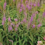 Veronica longifolia 'Eveline' Veronica longifolia 'Eveline'