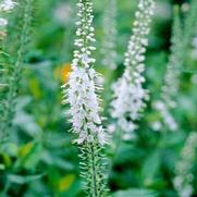 Veronica spicata 'Icicle White' Veronica spicata 'Icicle White'