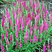 Veronica spicata 'Red Fox' Veronica spicata 'Red Fox'
