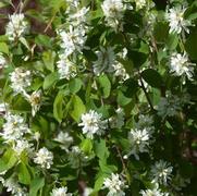 Amelanchier alnifolia 'Standing Ovation' Amelanchier alnifolia 'Standing Ovation'