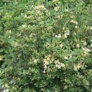 Azalea viscosum 'Lemon Drop' Azalea viscosum 'Lemon Drop'