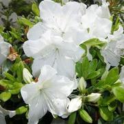 Azalea x. hybrid 'Girard's Pleasant White'