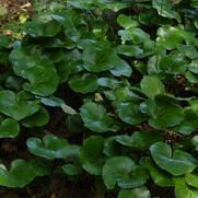 Asarum europaeum Asarum europaeum