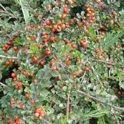 Cotoneaster apiculatus Cotoneaster apiculatus