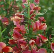 Cytisus scoparius 'Burkwoodii' Cytisus scoparius 'Burkwoodii'
