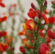 Cytisus scoparius 'Lena' Cytisus scoparius 'Lena'