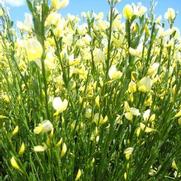 Cytisus scoparius 'Moonlight' Cytisus scoparius 'Moonlight'