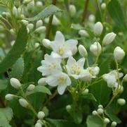 Deutzia gracilis 'Nikko' Deutzia gracilis 'Nikko'