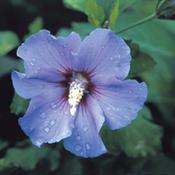 Hibiscus syriacus Hibiscus syriacus