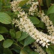 Itea virginica 'Little Henry' Itea virginica 'Little Henry'