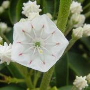 Kalmia latifolia 'Snow Drift' Kalmia latifolia 'Snow Drift'