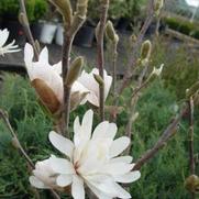 Magnolia stellata 'Centennial' Magnolia stellata 'Centennial'