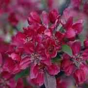 Malus hybrid 'Profusion' Malus hybrid 'Profusion'