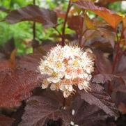 Physocarpus opulifolius 'Coppertina' Physocarpus opulifolius 'Coppertina'