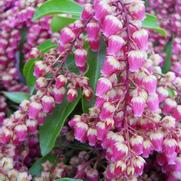 Pieris japonica 'Valley Valentine' Pieris japonica 'Valley Valentine'