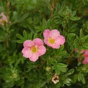 Potentilla fruticosa 'Pink Beauty' Potentilla fruticosa 'Pink Beauty'