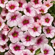 Calibrachoa hybrid 'Cherry Blossom' Calibrachoa hybrid 'Cherry Blossom'