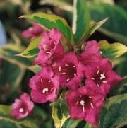 Weigela florida 'French Lace' Weigela florida 'French Lace'