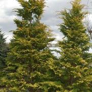Chamaecyparis obtusa 'Crippsii' Chamaecyparis obtusa 'Crippsii'