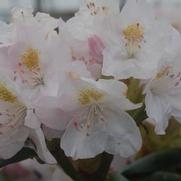 Rhododendron cat. 'Album'
